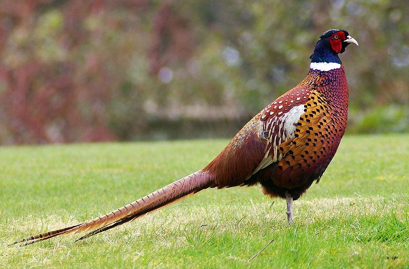 The 20 States With the Absolute Best Pheasant Hunting