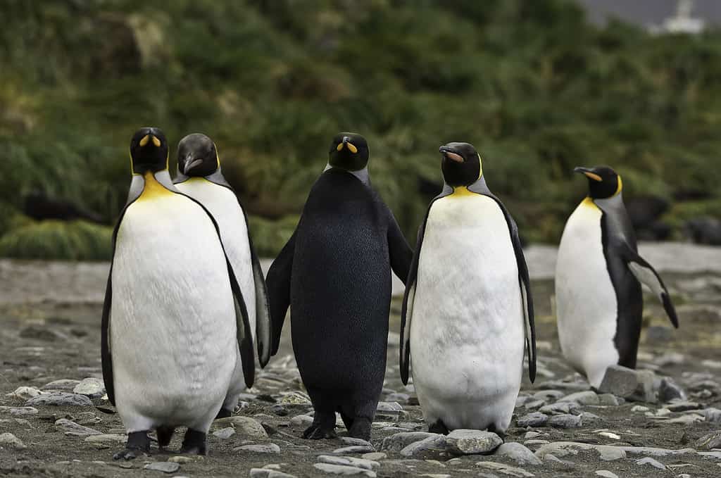 Discover the Amazing Colors of the Various Types of Penguins