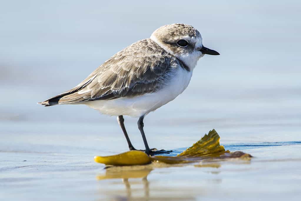 Discover the Animals, Birds, and Plants of Cumberland Island, Georgia.