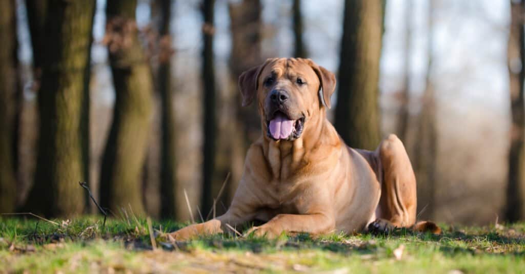 The Top 17 Illegal Pets to Own In England