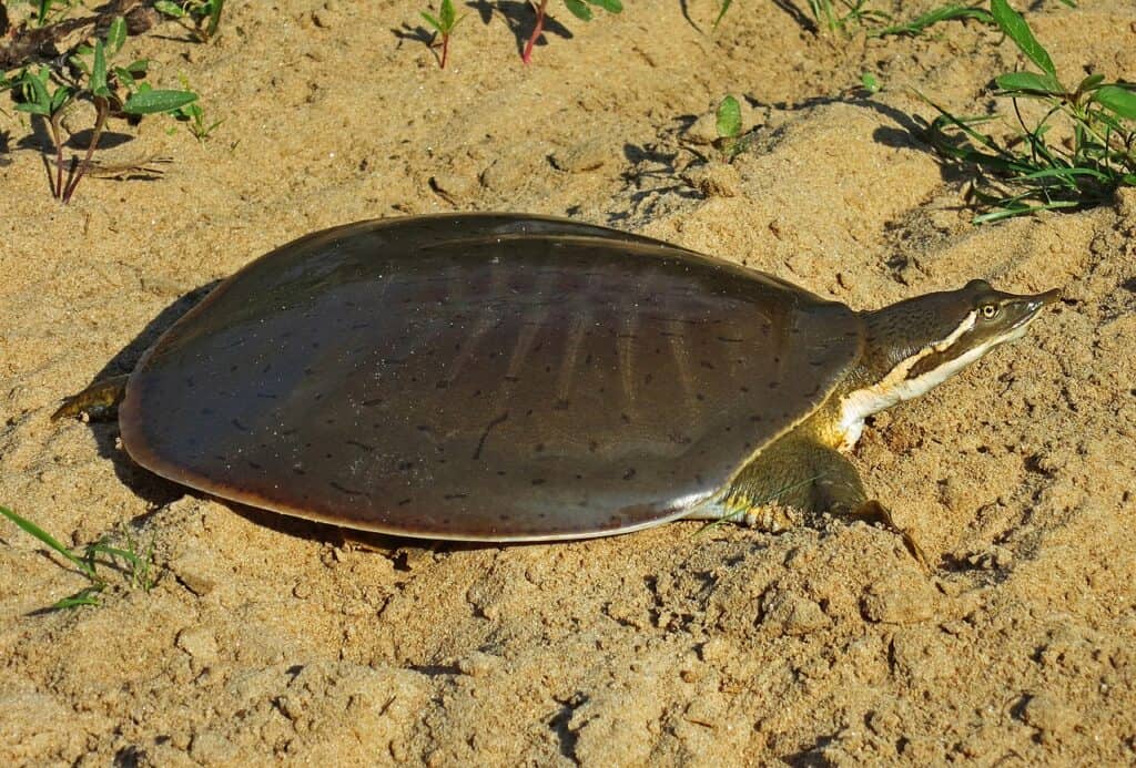 Softshell Turtle: Lifespan, Size, and How to Care for One