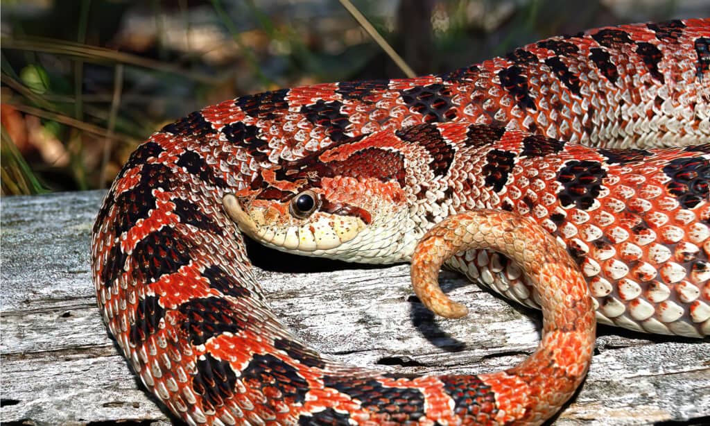 Baby Hognose Snake: 10 Pictures and 10 Amazing Facts