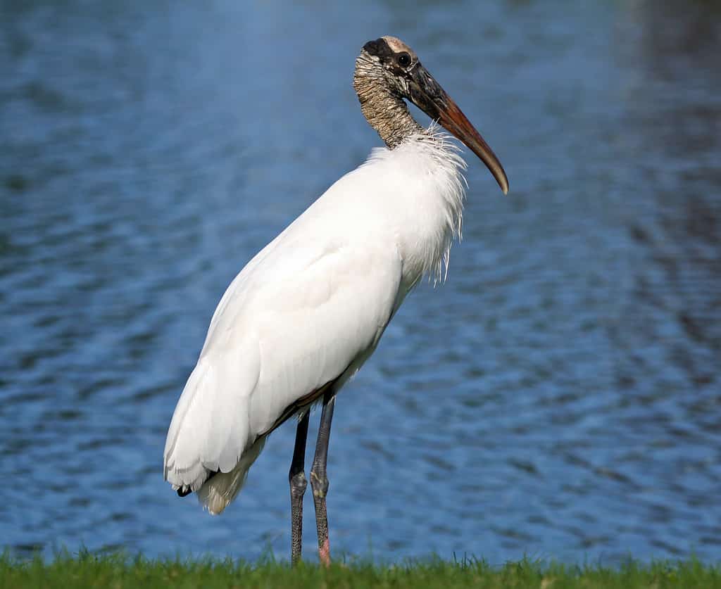 Discover the 18 Largest Flying Birds in North Carolina