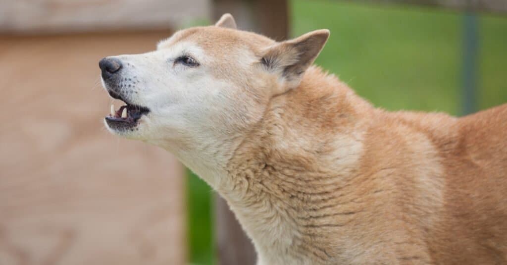 Discover the 10 Best Wildlife Sanctuaries in Florida