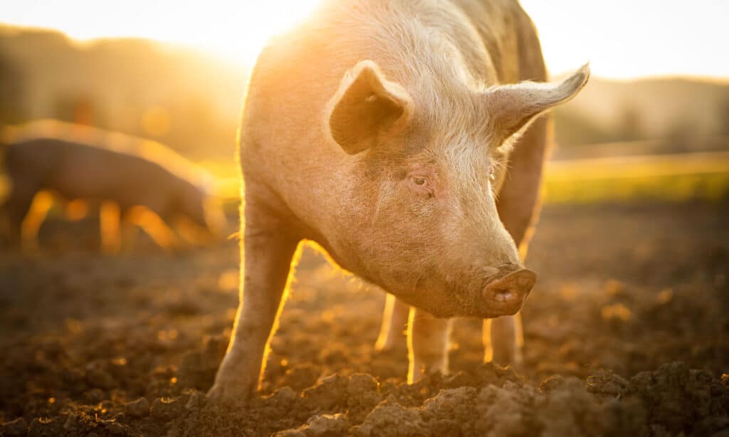 Are Pigs Smarter Than Dogs? See How Smart They Really Are