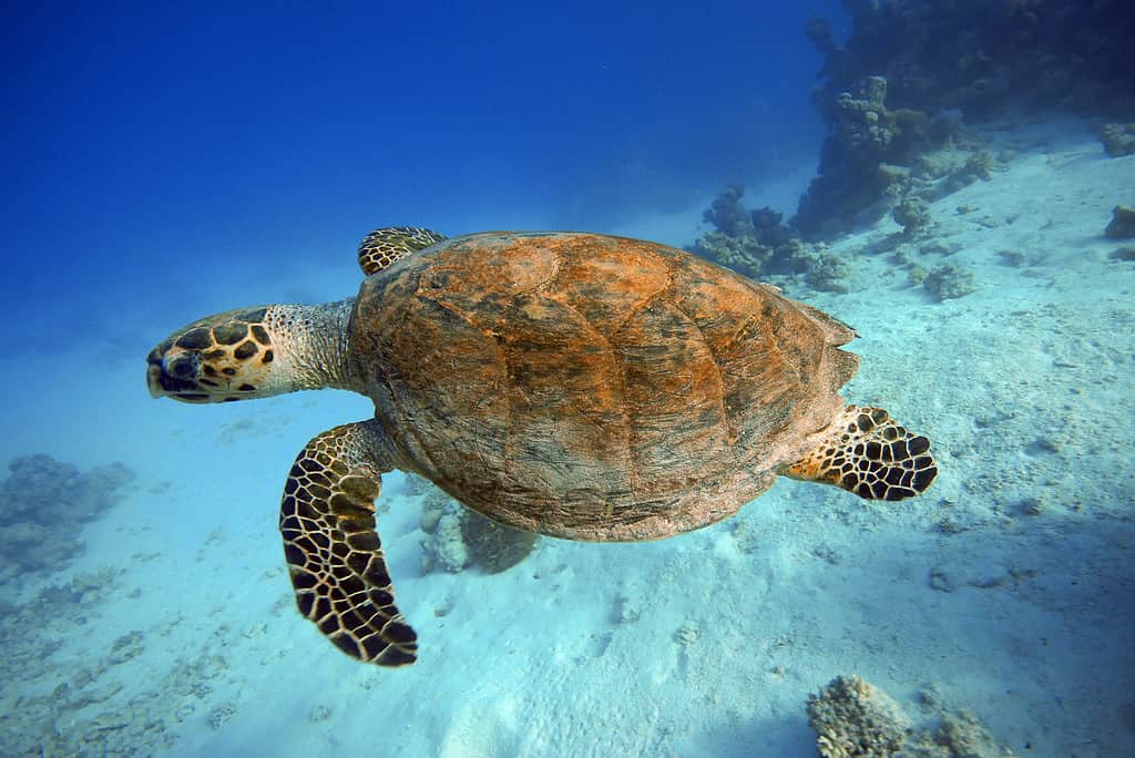 Discover the Animals, Birds, and Plants of Cumberland Island, Georgia.