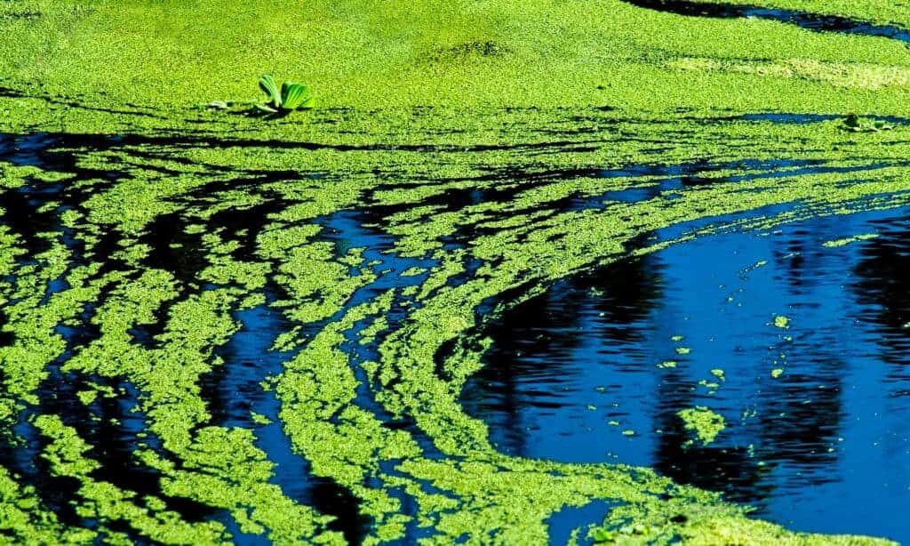 The 19 Best and Most Effective Algae-Eating Fish for Outdoor Ponds