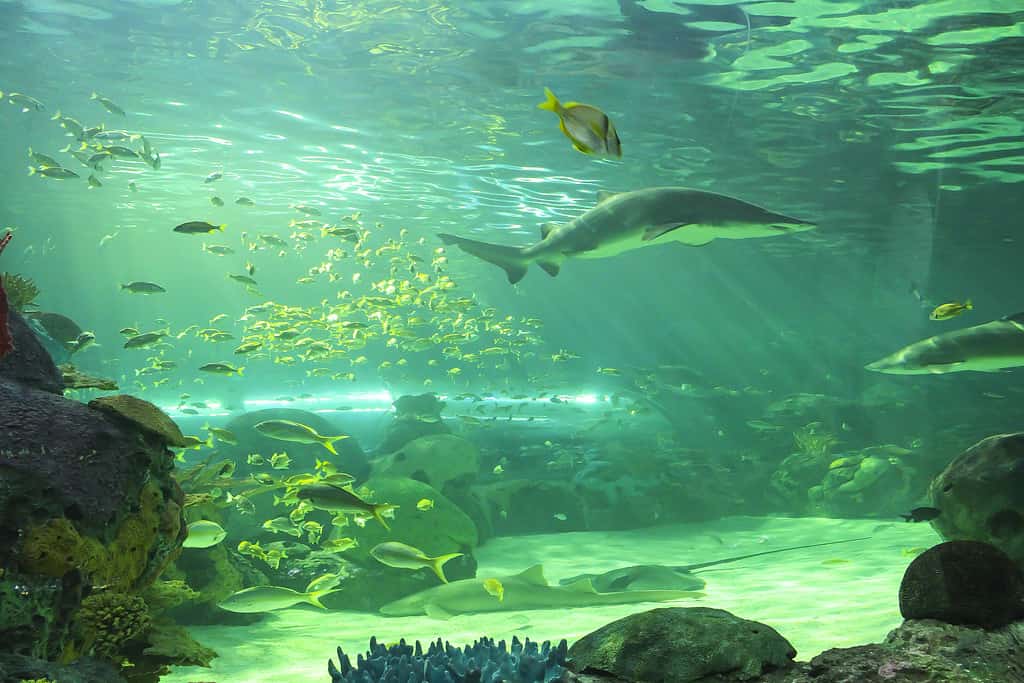 The 3 Largest Aquariums in Canada