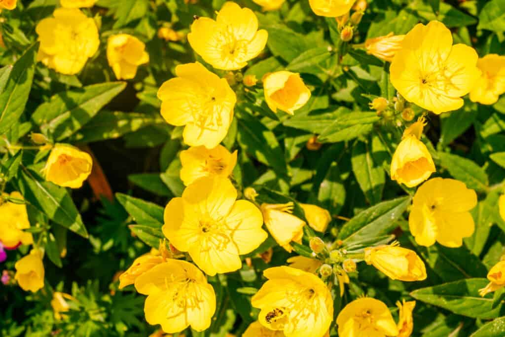 15 Beautiful Flowers that Bloom at Night