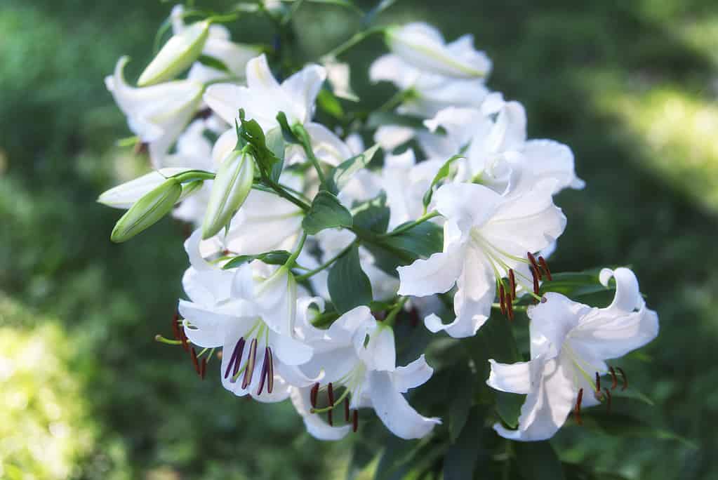 15 Beautiful Flowers that Bloom at Night