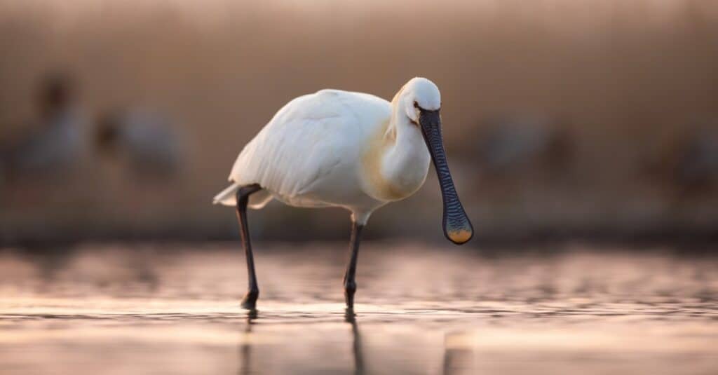 The Complete List of 9  White Birds With Long Beaks