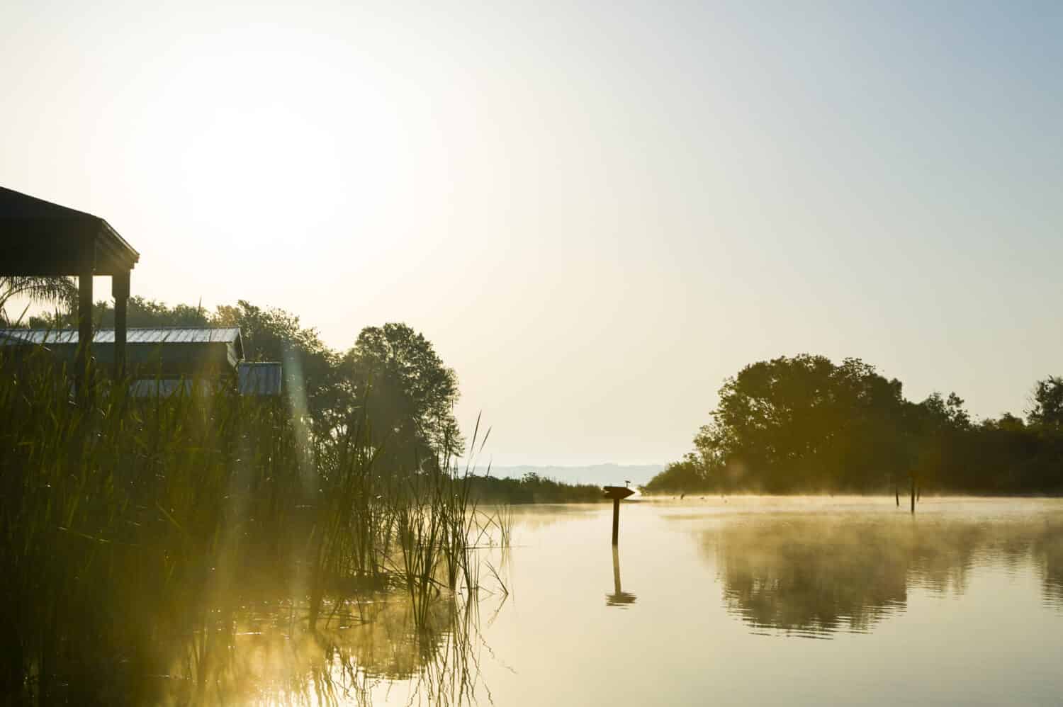 How Many Alligators Live in Florida's Lake Panasoffkee