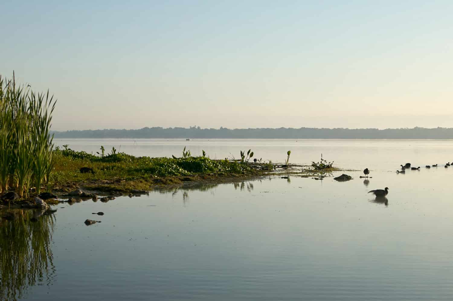 How Many Alligators Live in Florida's Lake Panasoffkee