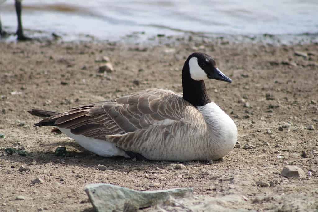 Discover the 18 Largest Flying Birds in North Carolina