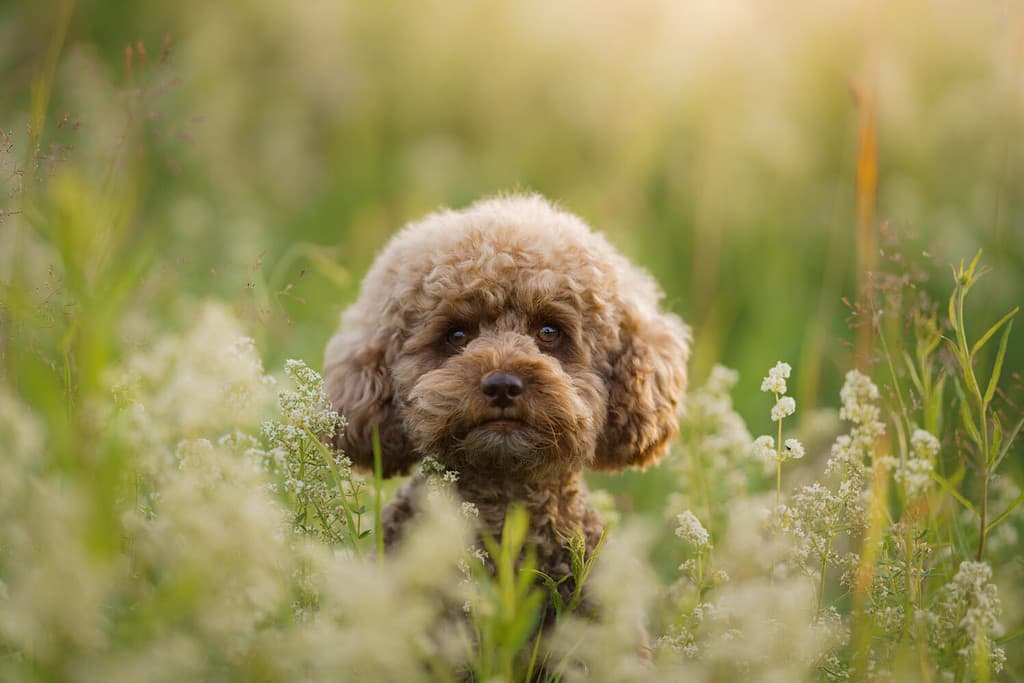 The Top 8 Reasons Poodles Are the Perfect Family Dog