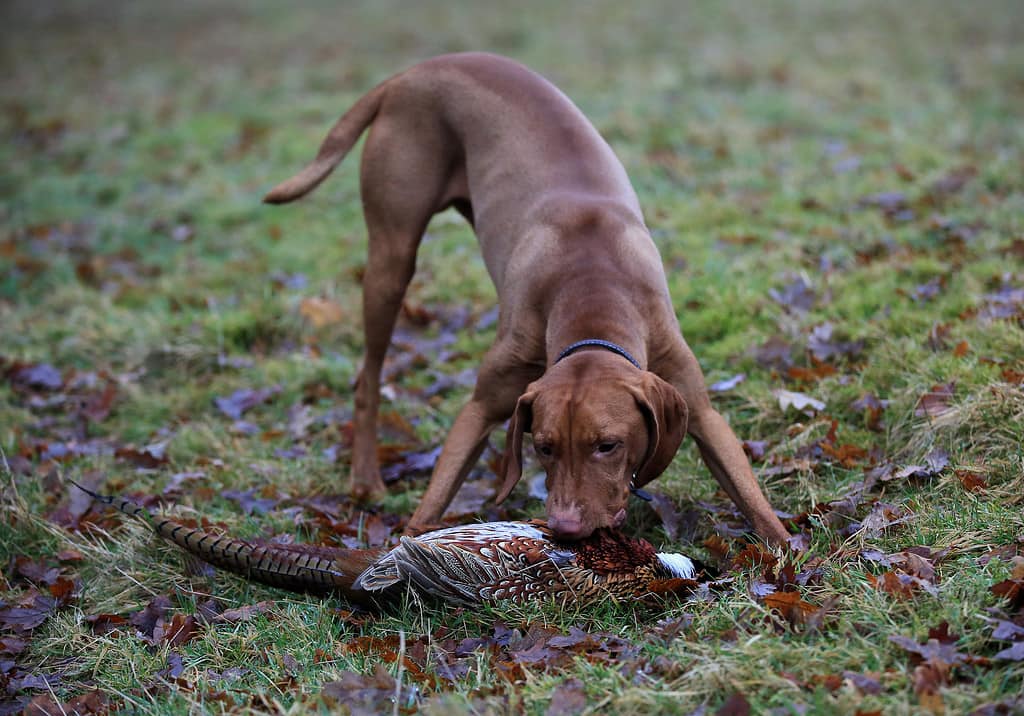 The 20 States With the Absolute Best Pheasant Hunting