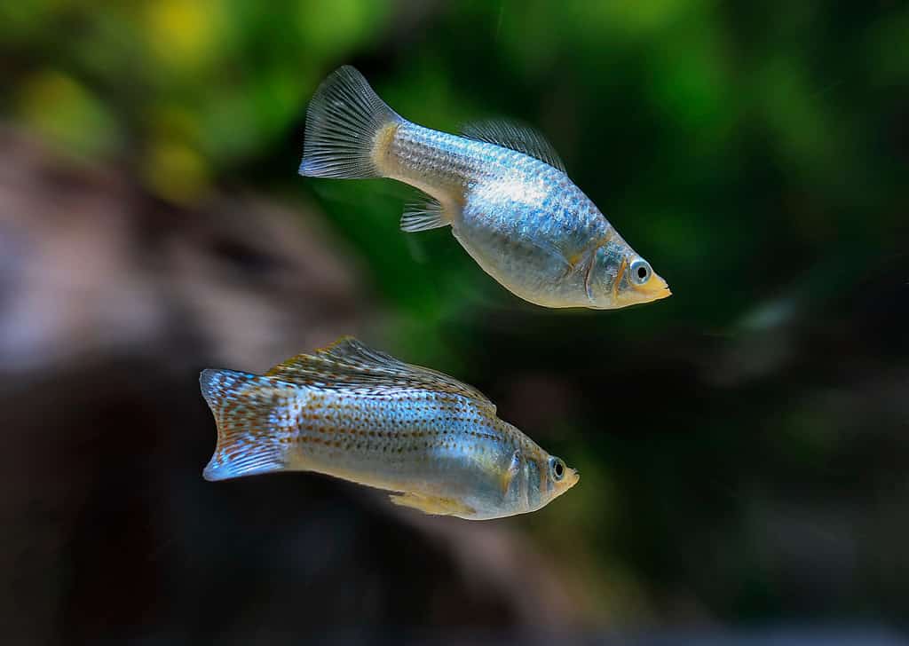 The 10 Best and Most Effective Algae-Eating Fish for Freshwater Aquariums