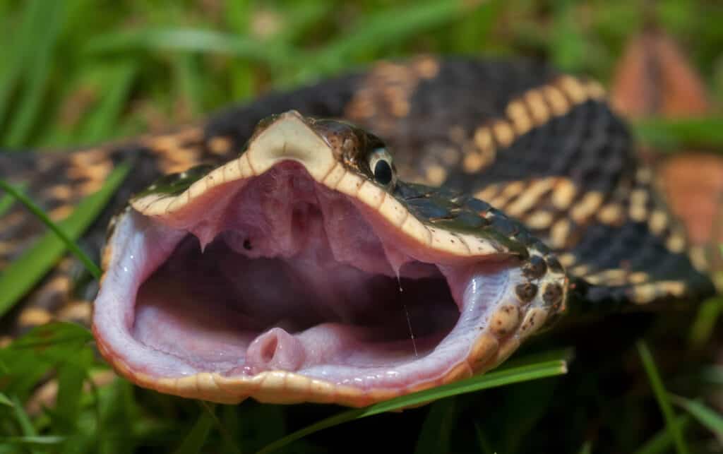 Baby Hognose Snake: 10 Pictures and 10 Amazing Facts