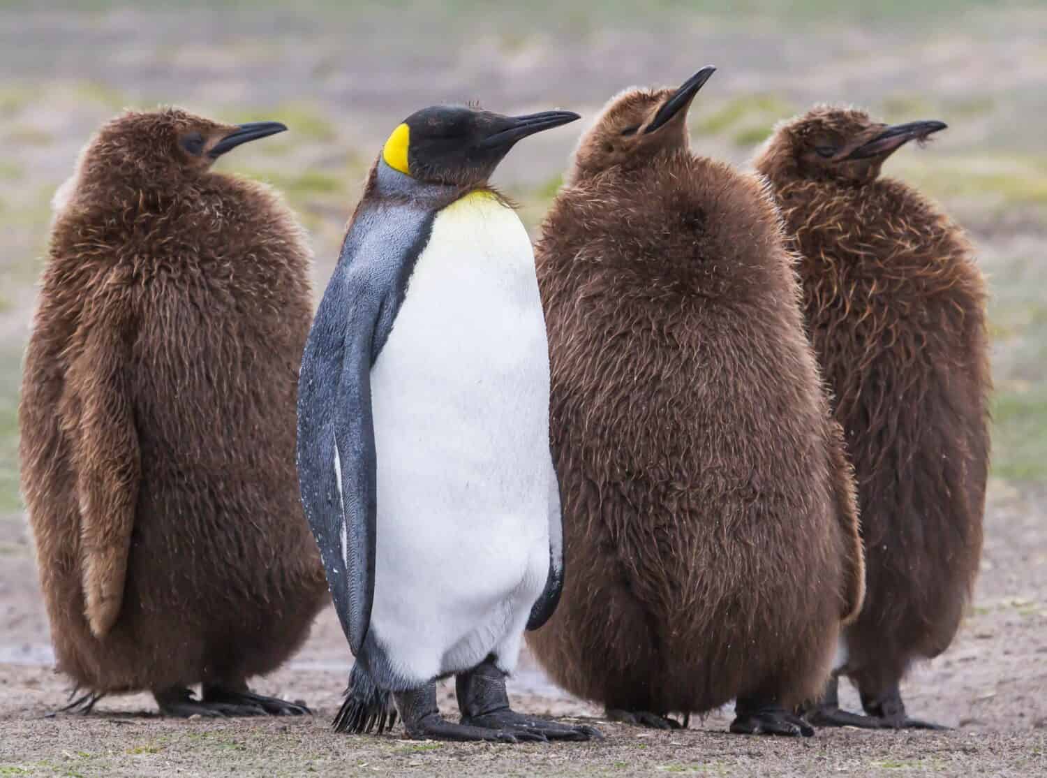 Discover the Amazing Colors of the Various Types of Penguins