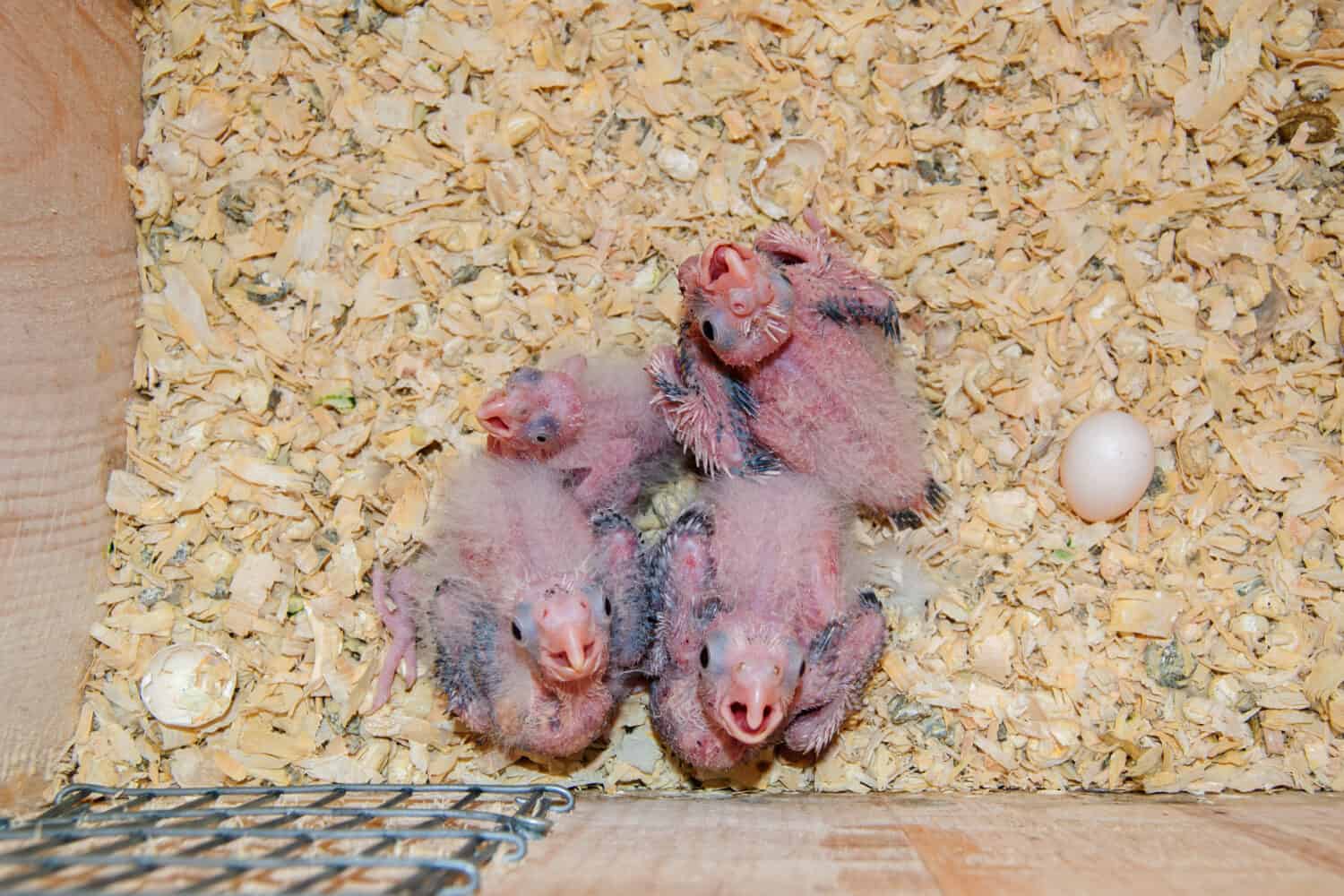 Baby Cockatiel Chick: 9 Pictures and 9 Incredible Facts