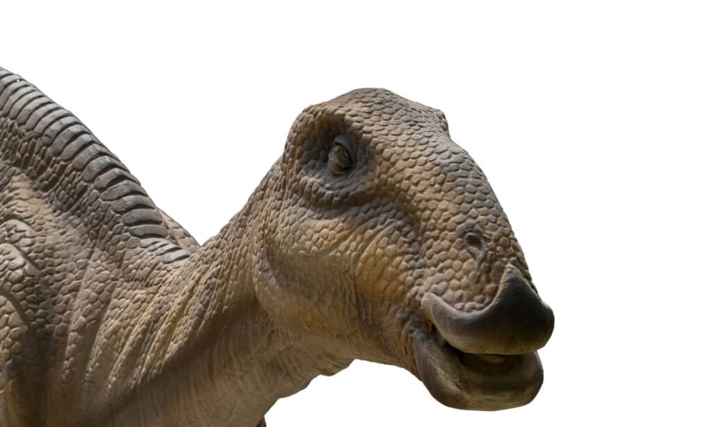 9 Incredible Dinosaurs That Start With M