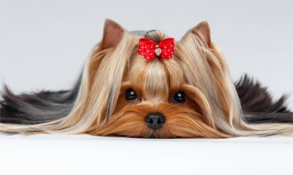 National Yorkie Day 2024: Date, Origin, and Ways to Celebrate