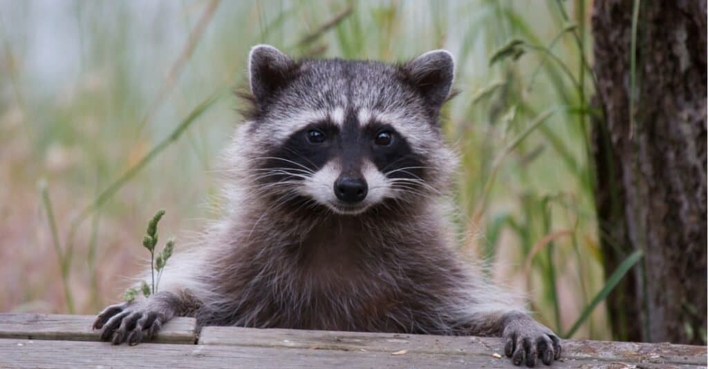 Just How Big Do Raccoons Get? Weight, Length, and More!