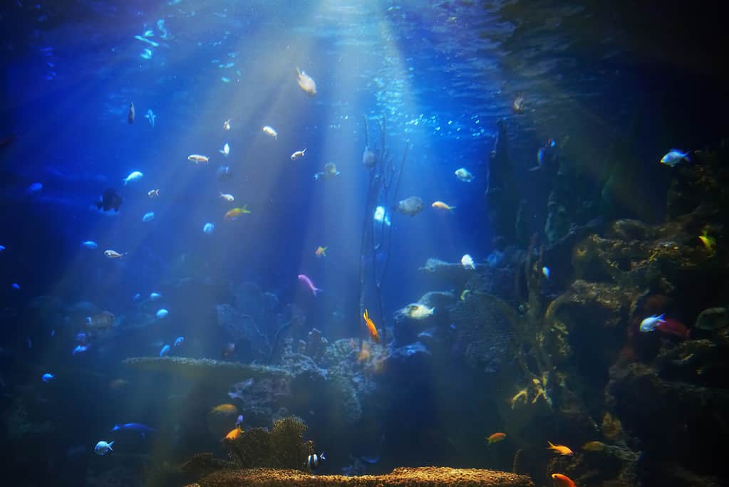 The 3 Largest Aquariums in Canada