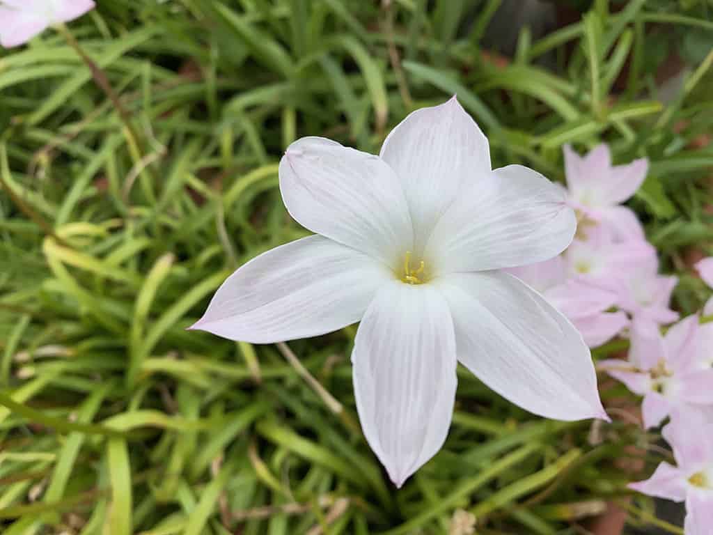 15 Beautiful Flowers that Bloom at Night