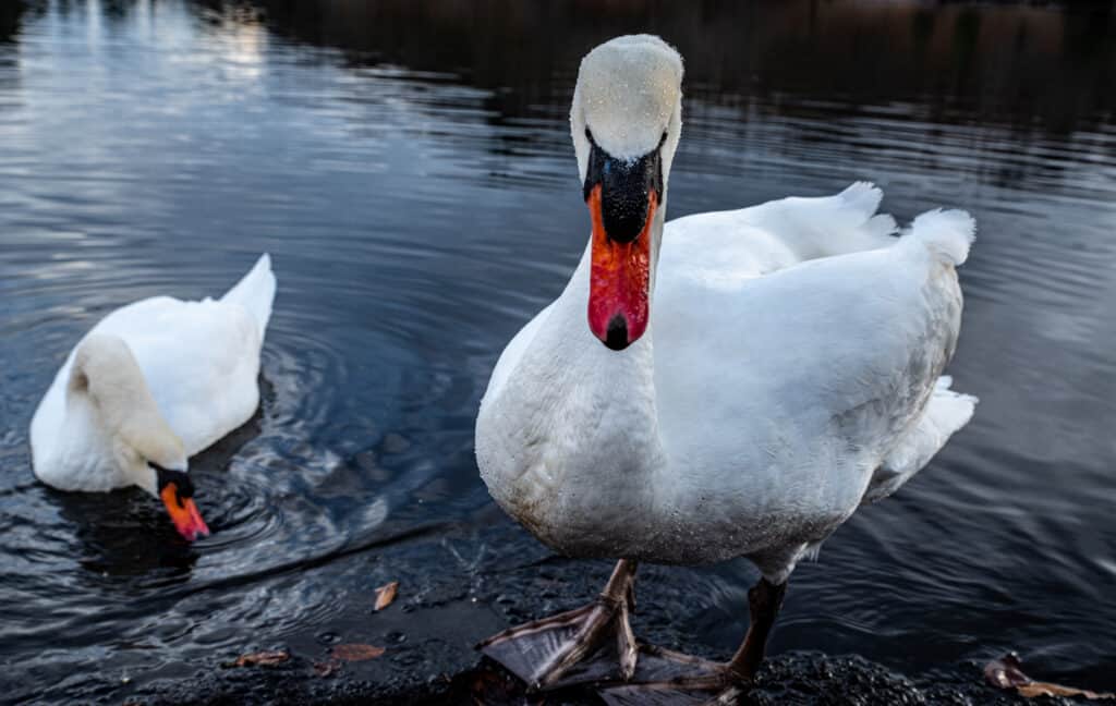 Discover the 18 Largest Flying Birds in North Carolina