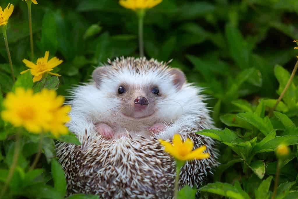 See How to Calm Down an Angry Hedgehog in Seconds, Going From Spiky to Smiley