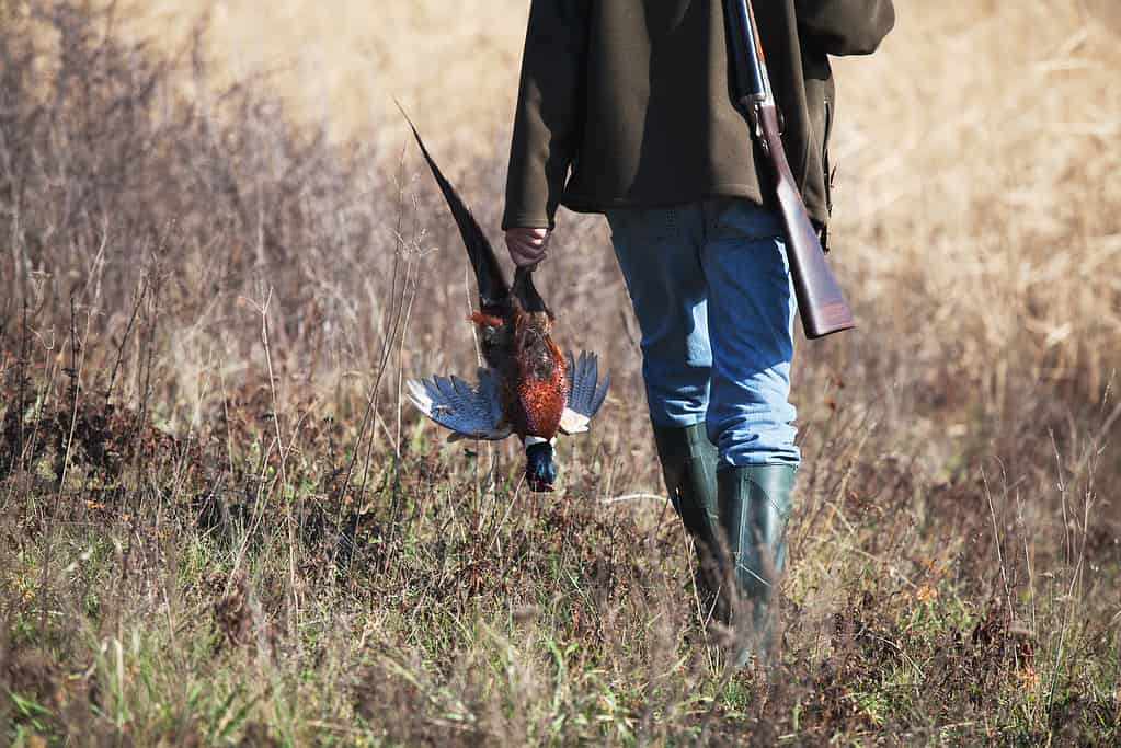 The 20 States With the Absolute Best Pheasant Hunting