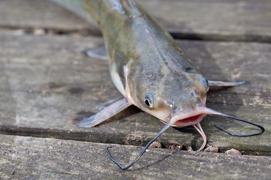 Discover 10 Creatures Living in Lake Jocassee... Are Any Dangerous?