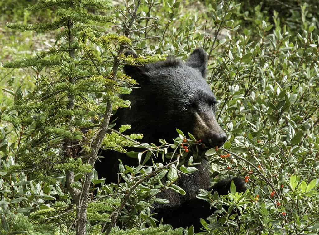 Discover the 10 Strongest Bite Forces of Animals Found in Canada