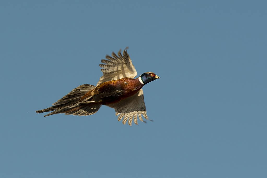 The 20 States With the Absolute Best Pheasant Hunting