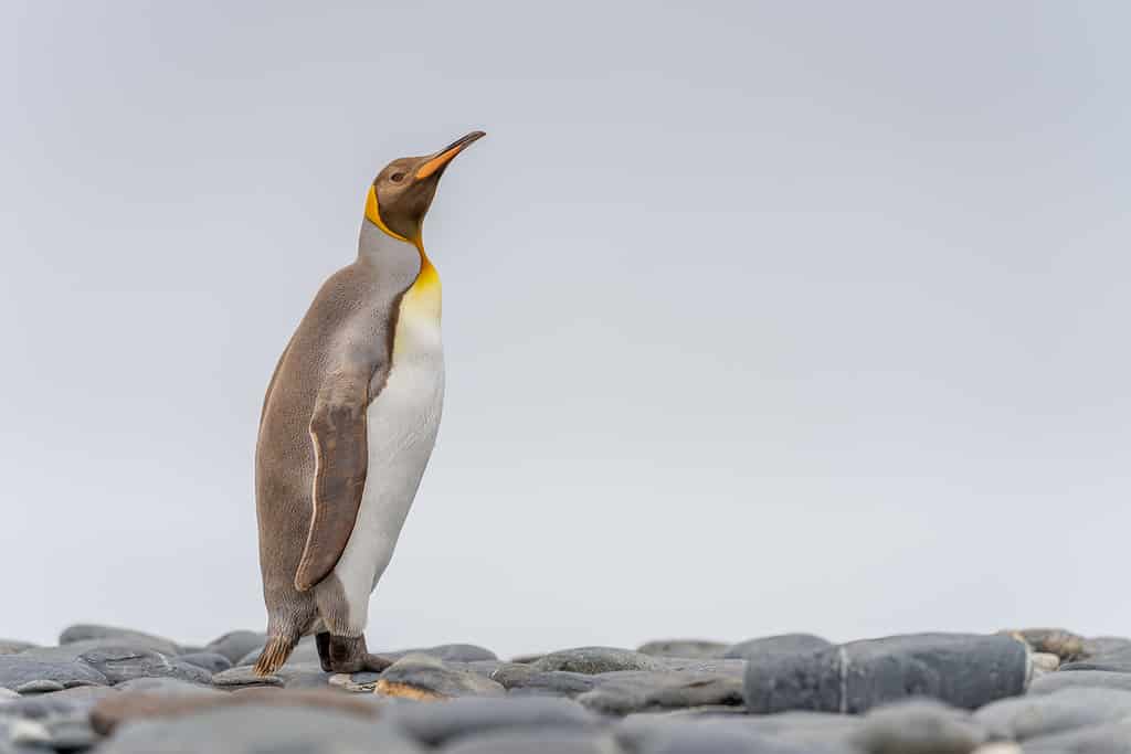 Discover the Amazing Colors of the Various Types of Penguins