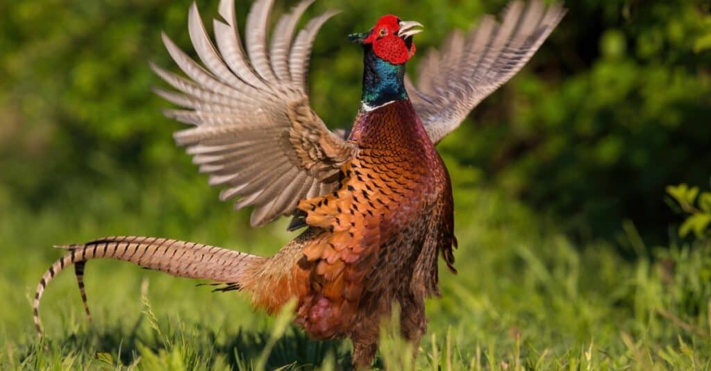 The 20 States With the Absolute Best Pheasant Hunting