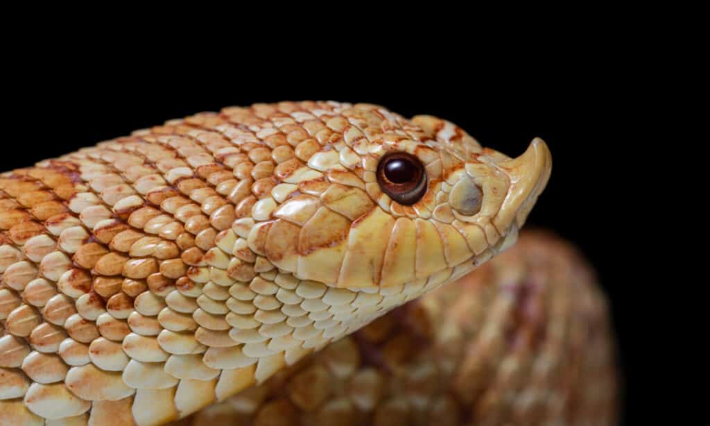 Baby Hognose Snake: 10 Pictures and 10 Amazing Facts