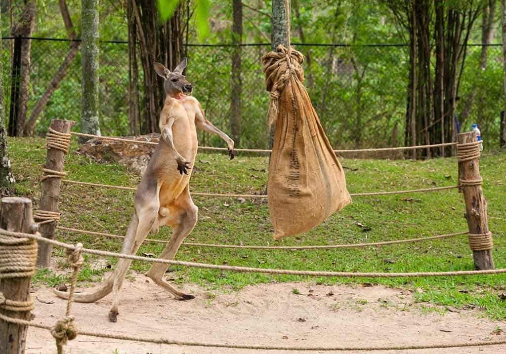 See This Aggressive Kangaroo Square Up for a Boxing Match Versus Its Zookeeper