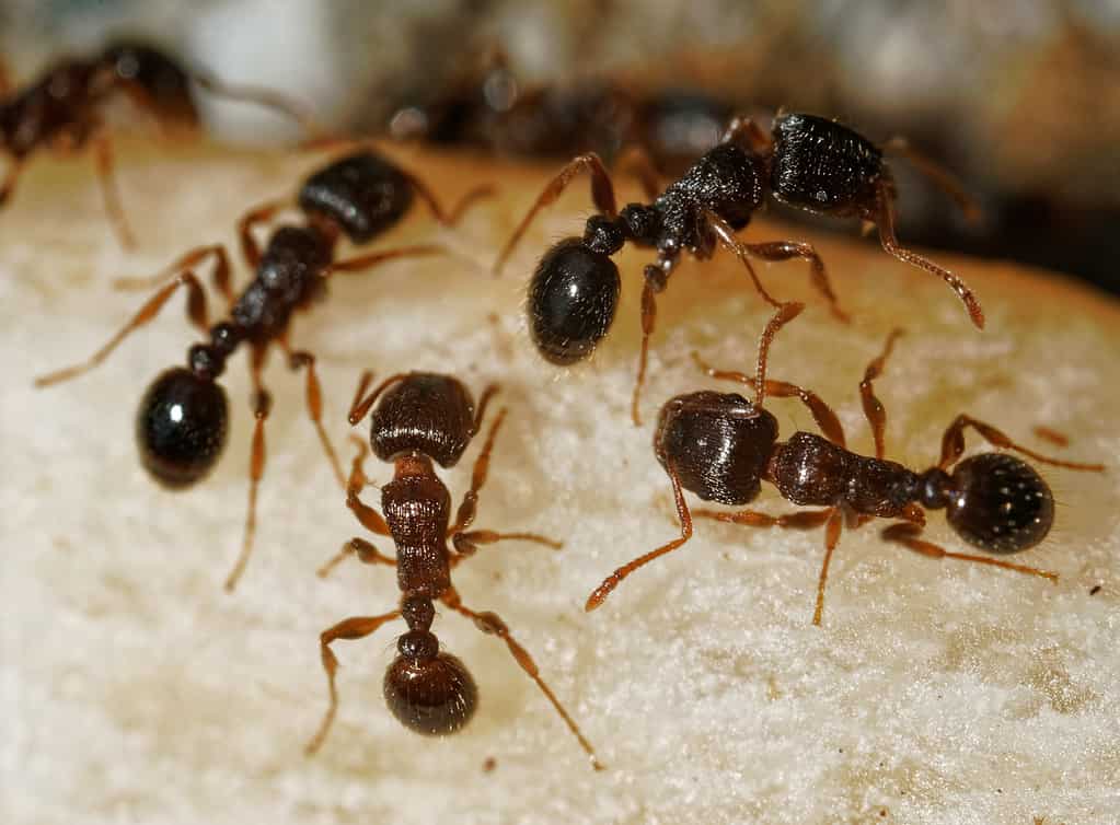 13 Effective Methods for Pet-Safe Ant Control in Your House