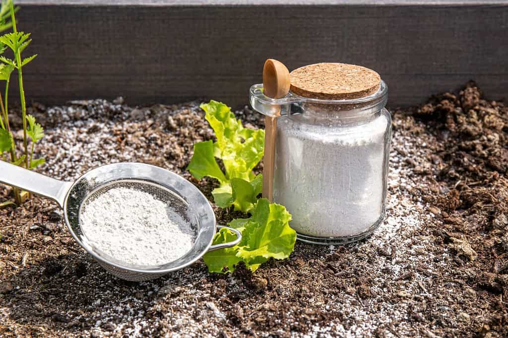 13 Effective Methods for Pet-Safe Ant Control in Your House