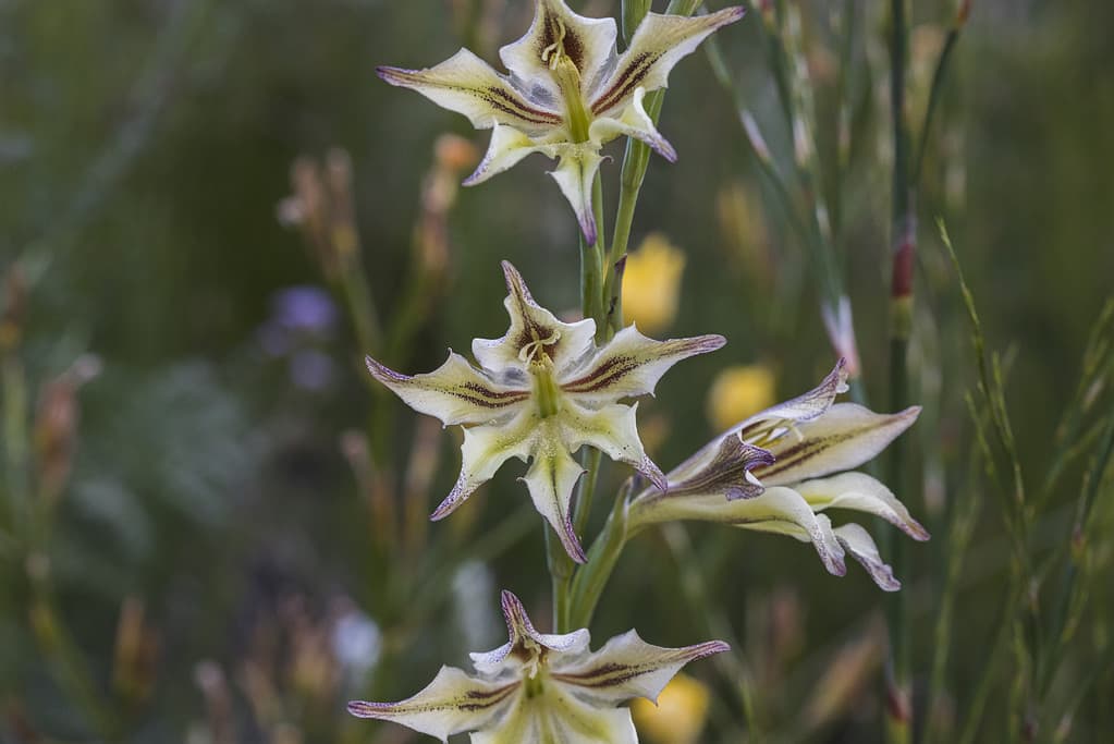 15 Beautiful Flowers that Bloom at Night