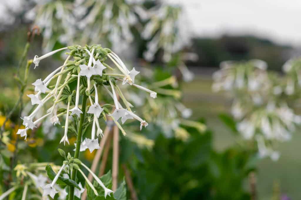 15 Beautiful Flowers that Bloom at Night