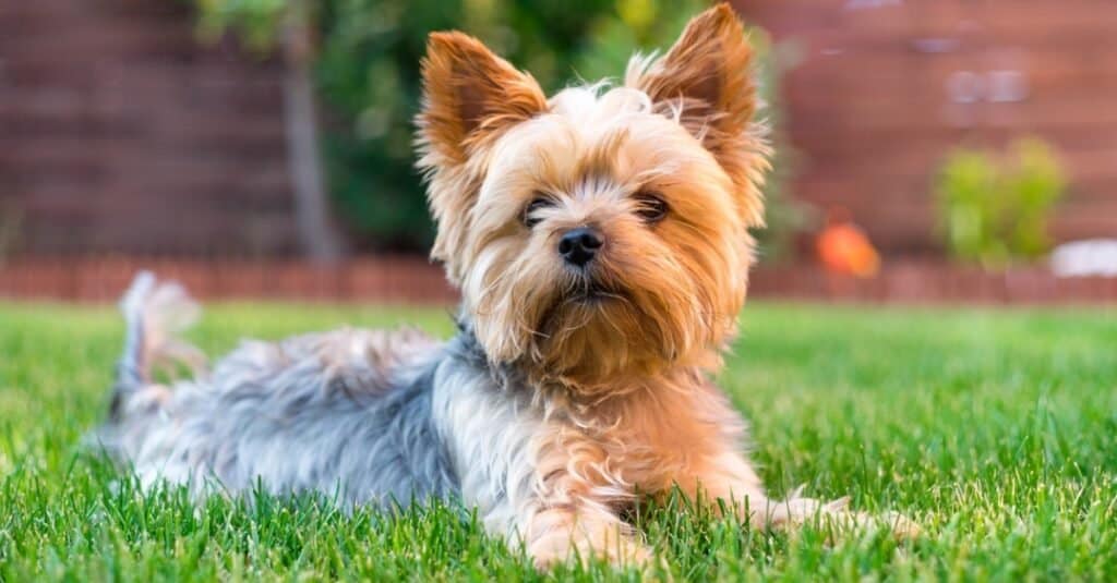 National Yorkie Day 2024: Date, Origin, and Ways to Celebrate