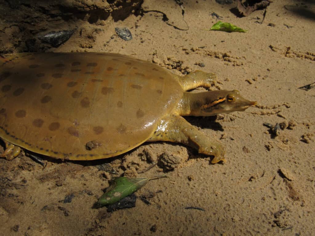 Softshell Turtle: Lifespan, Size, and How to Care for One