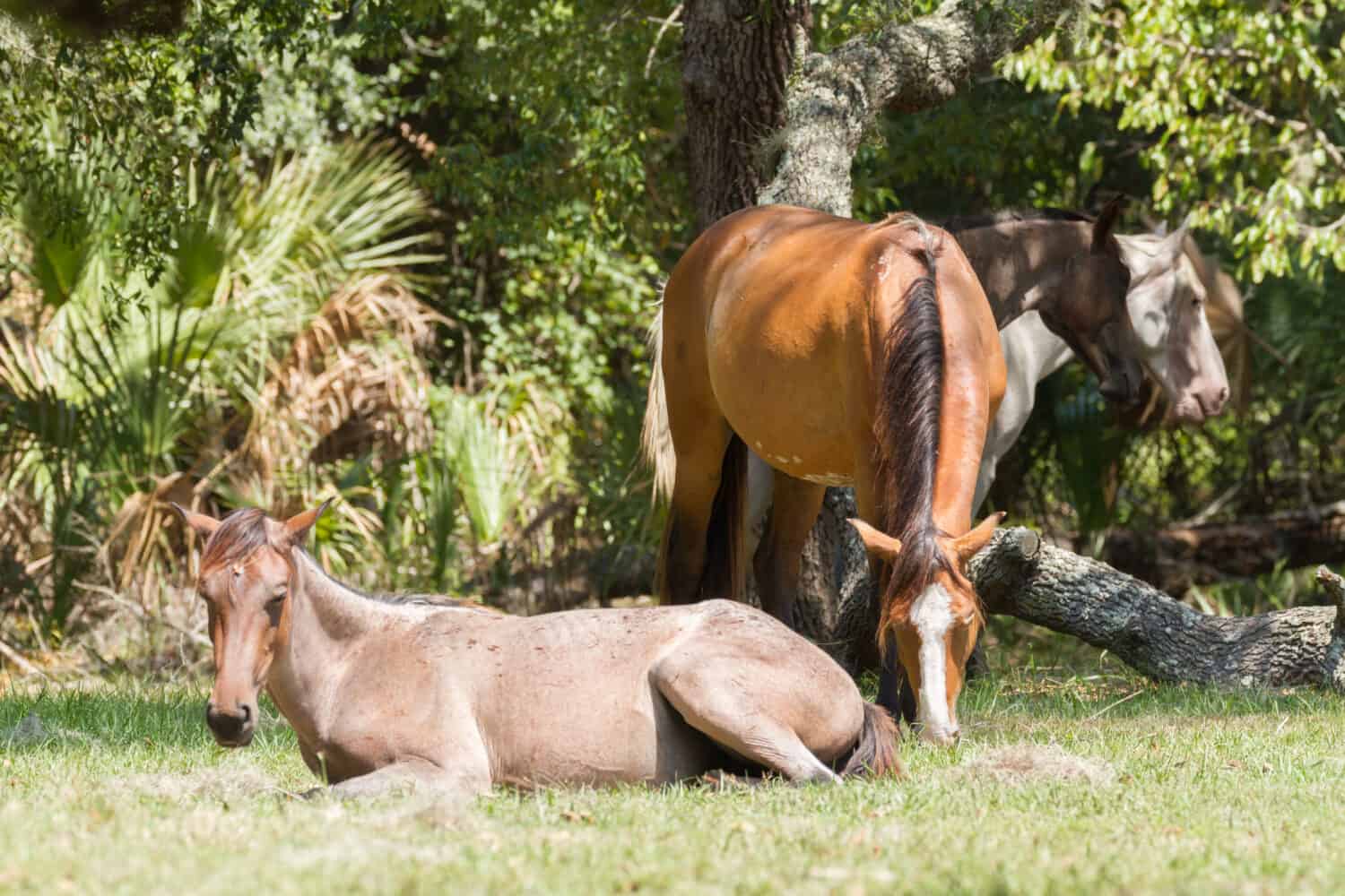 Discover the Animals, Birds, and Plants of Cumberland Island, Georgia.