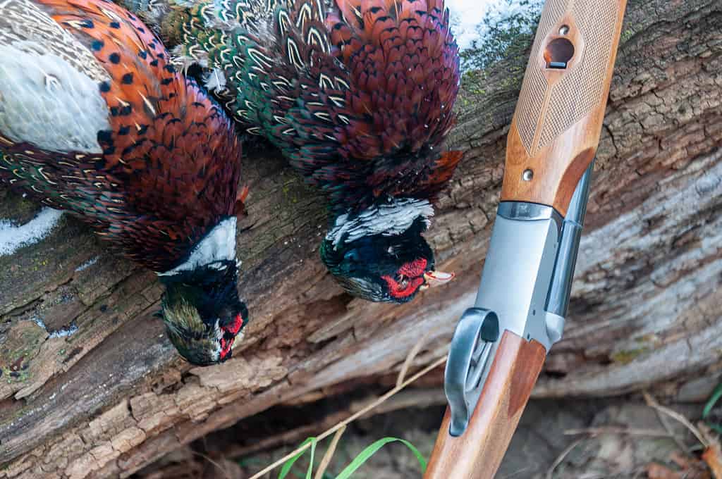 The 20 States With the Absolute Best Pheasant Hunting