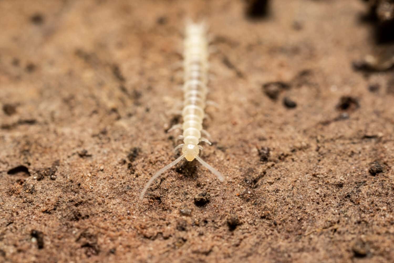 Baby Centipede: 5 Pictures and 5 Incredible Facts