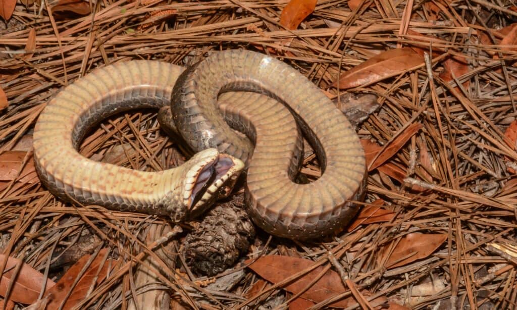 Baby Hognose Snake: 10 Pictures and 10 Amazing Facts