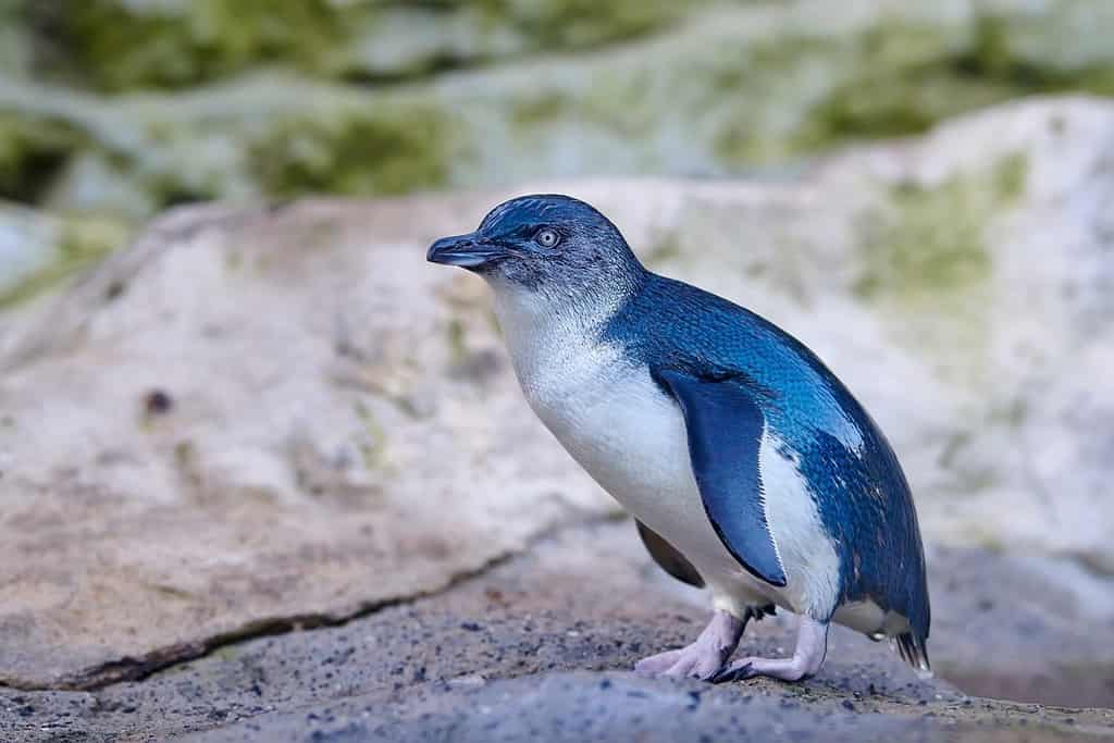 Discover the Amazing Colors of the Various Types of Penguins